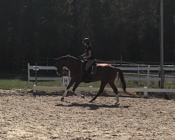 horse Quickstep (Hanoverian,  , from Quaterhall)