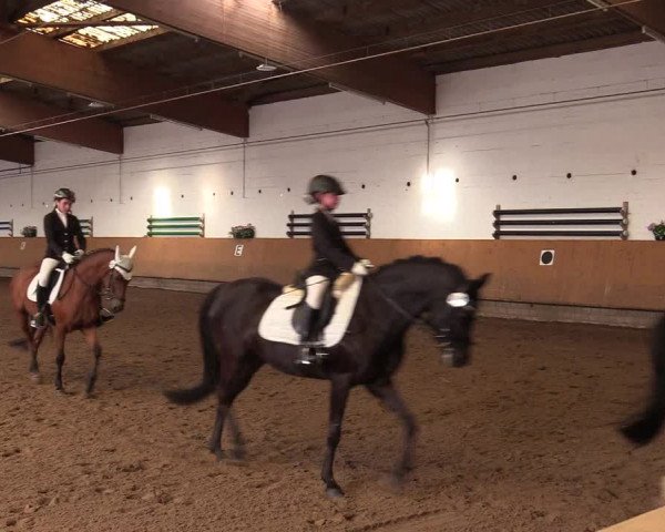Reitturnier Dortmund-Asseln 2017