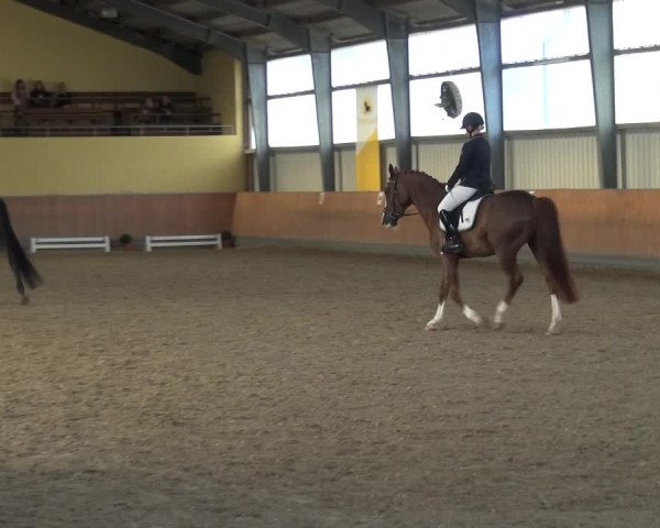 Reitturnier Frechen-Grefrath - Sonnenhof 2017