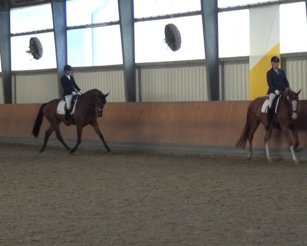 Reitturnier Frechen-Grefrath - Sonnenhof 2017