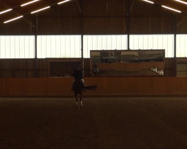 Reitturnier Detmold-Remmighausen 2017
