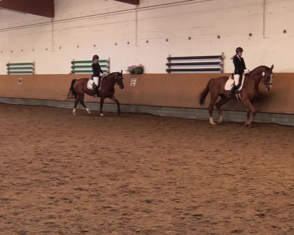 Reitturnier Dortmund-Asseln 2017