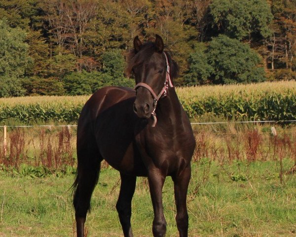 Pferd Royal Diamanta Divina (Hannoveraner, 2017, von Rubin Royal OLD)