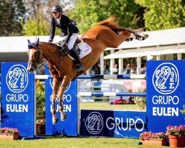 stallion Happydam (Belgian Warmblood, 2007, from Quidam de Revel)