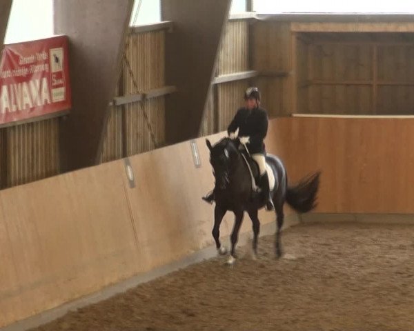 Reitturnier Detmold-Remmighausen 2017
