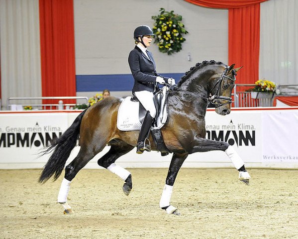 stallion Apache (Haflinger, 2005, from UB 40)
