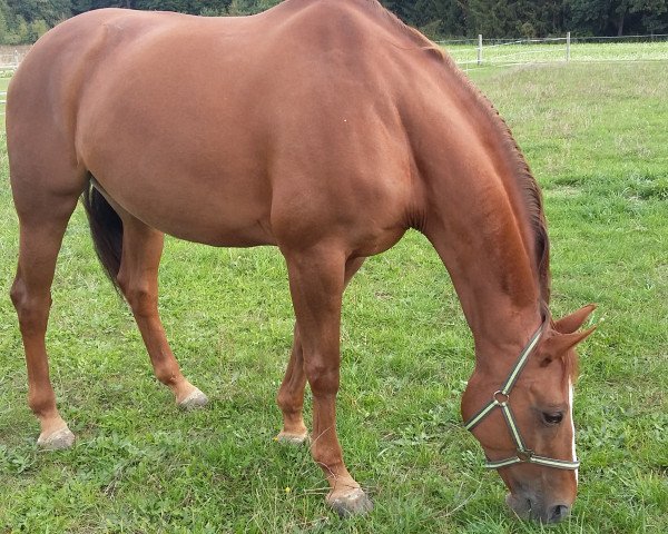 broodmare Grand Chantal (Hanoverian, 2005, from Grand Cru)