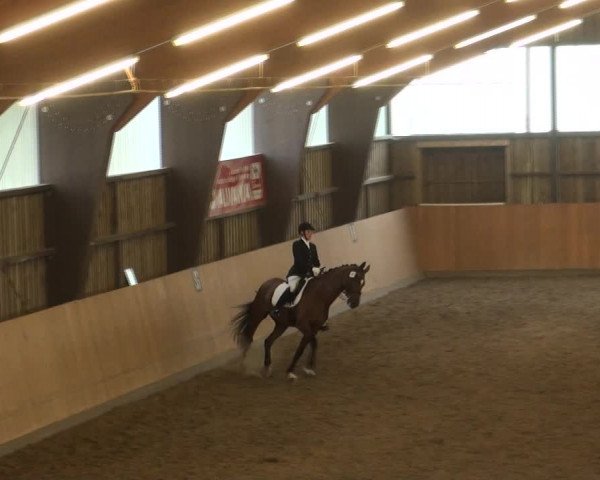 Reitturnier Detmold-Remmighausen 2017