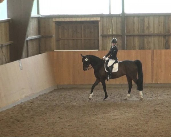 Reitturnier Detmold-Remmighausen 2017