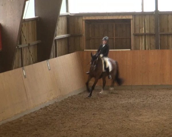 Reitturnier Detmold-Remmighausen 2017