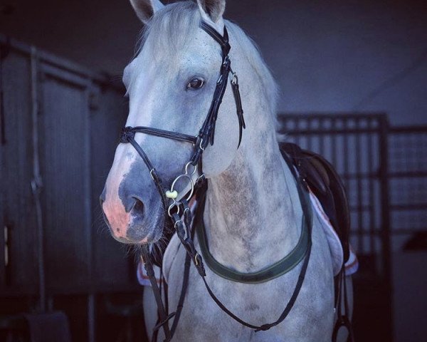 stallion Fourfallo (Oldenburg, 2005, from For Pleasure) stallion Fourfallo (Oldenburg, 2005, from For Pleasure)