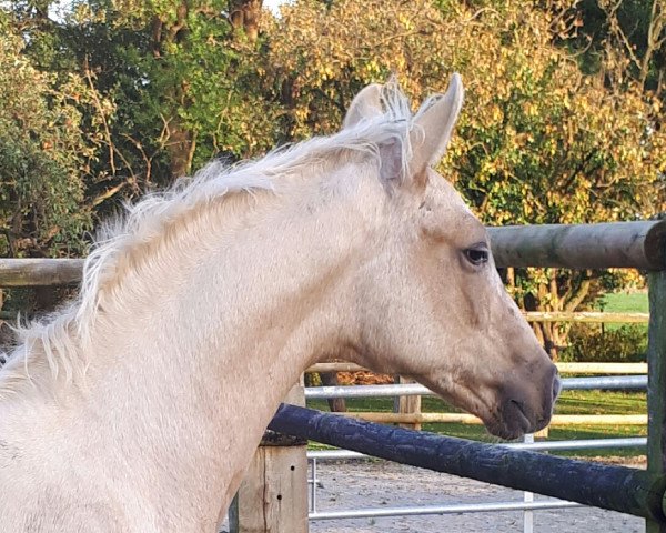 horse Quaresma (Westphalian, 2017, from Qaside Md)