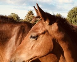 Pferd Bell Rock (Westfale, 2018, von Callaho's Benicio)