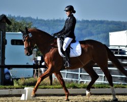 dressage horse Demonthi (Oldenburg, 2013, from Don Bosco)