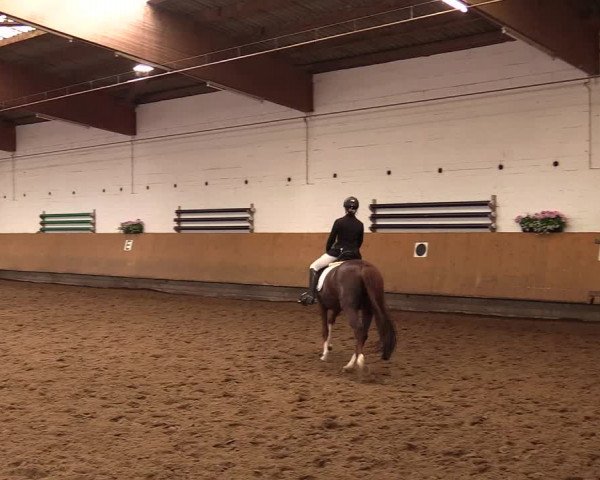 Reitturnier Dortmund-Asseln 2017