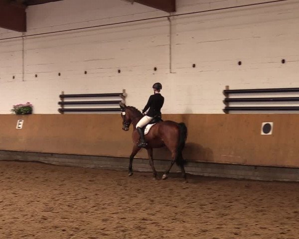Reitturnier Dortmund-Asseln 2017