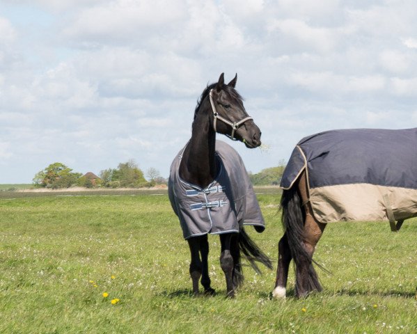 horse Denver Dream (Hanoverian, 2012, from Don Roncalli)