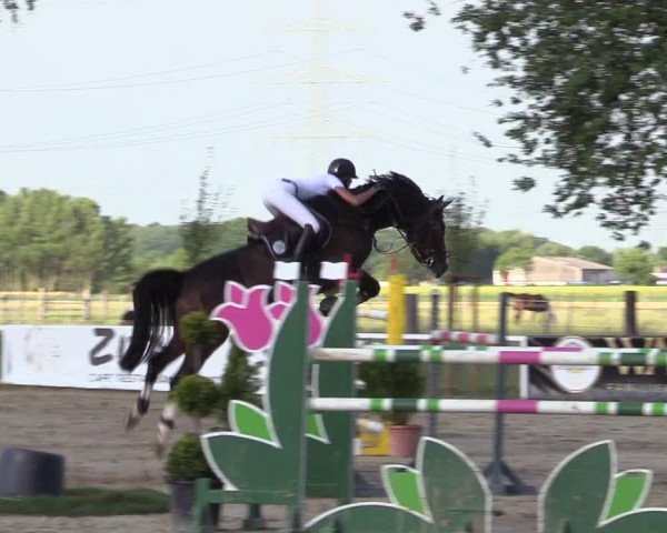 Reitturnier Dortmund-Asseln 2017