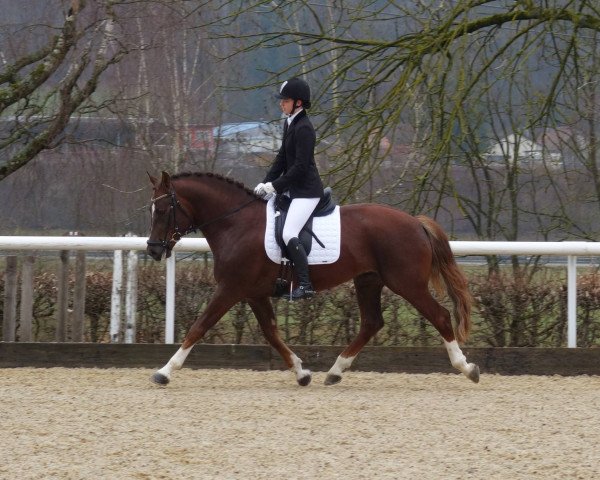Dressurpferd Coka Petitcoeur CH (Freiberger, 2014, von Coventry CH)
