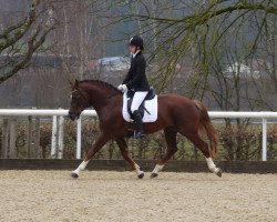 dressage horse Coka Petitcoeur CH (Freiberger, 2014, from Coventry CH)