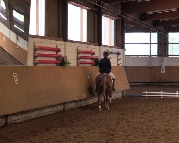 Reitturnier Dortmund-Asseln 2017