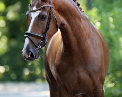 dressage horse de Laura M (Hanoverian, 2013, from De Niro)