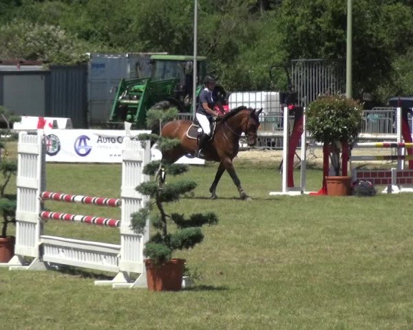 Reitturnier Düren - An der Kuhbrücke 2017
