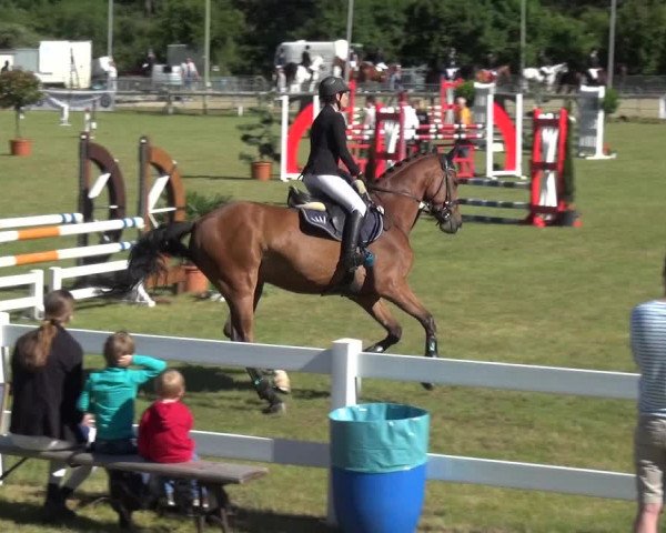 Reitturnier Düren - An der Kuhbrücke 2017