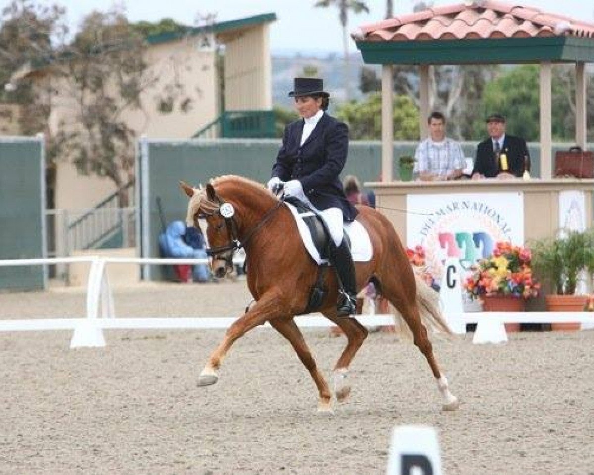 Zuchtstute Diva's Lady WE (Deutsches Reitpony, 2002, von Pilgrim’s Red)