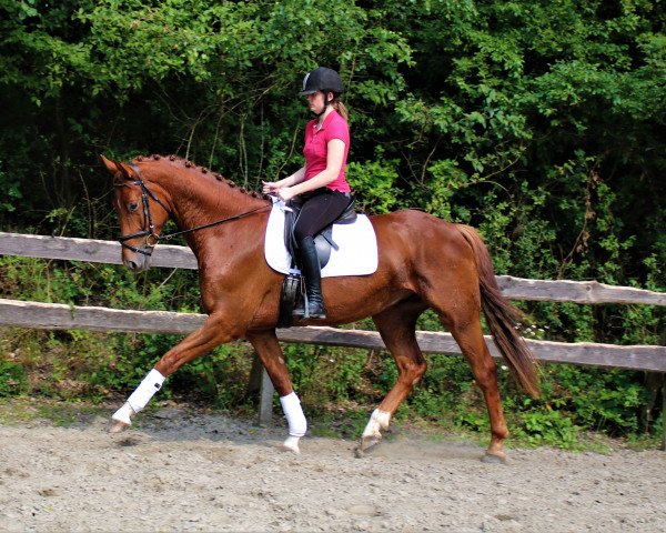 Pferd Quentino (Hannoveraner,  , von Quantensprung 3)