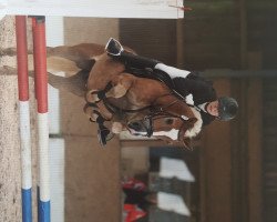 dressage horse Knoppers (Pony without race description, 2006)