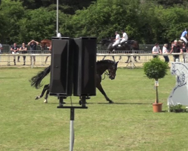 Reitturnier Düren - An der Kuhbrücke 2017