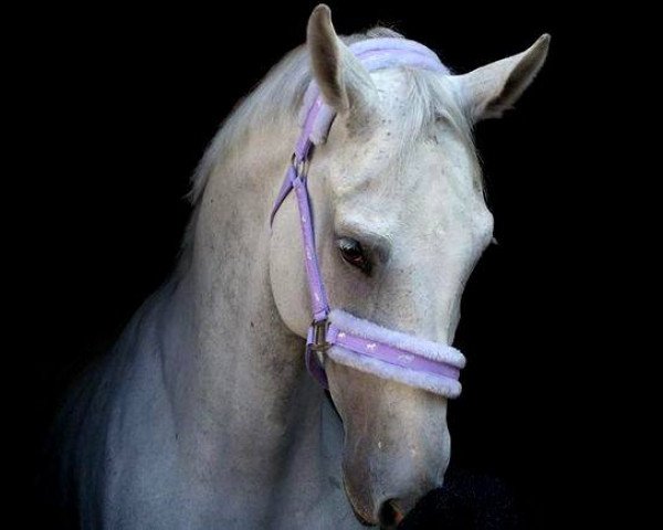 jumper Gracia II (Hungarian Warmblood, 2002, from Carrado)
