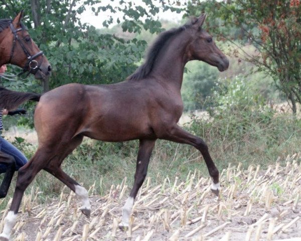 horse Stute von Indian Rock/Fürstenball (Oldenburg, 2018, from Indian Rock)