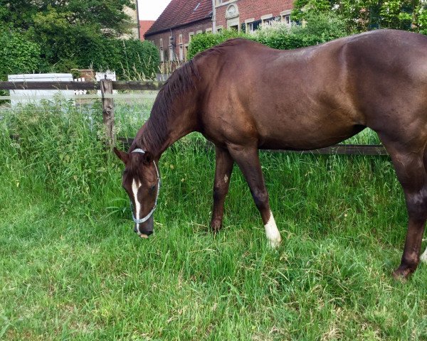 broodmare My Fair Lady S (Rhinelander, 2003, from Medici)