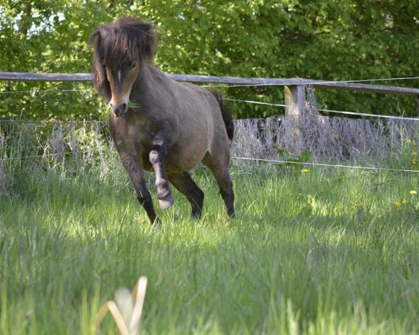 horse Fröhlich von der Mühle (Shetland Pony, 2014, from Flaps)