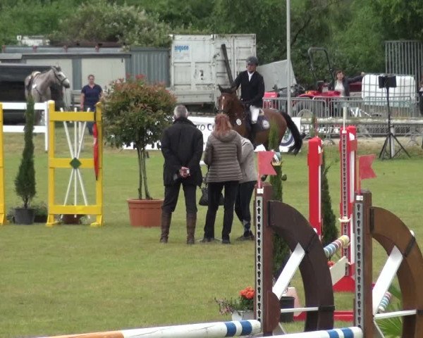 Reitturnier Düren - An der Kuhbrücke 2017