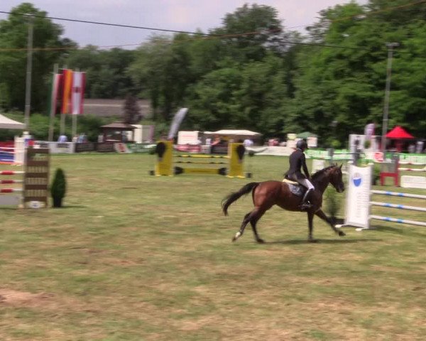 Reitturnier Borken 2017