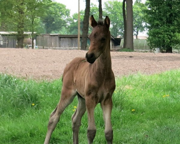 horse Gustav (German Riding Pony, 2018, from Golden Grey NRW)