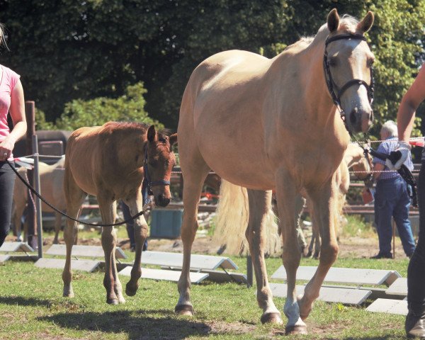 broodmare Dana (Westphalian, 2008, from Top Zento)