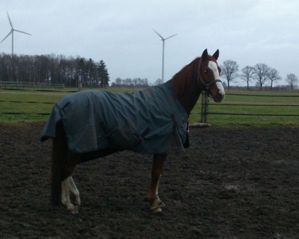 Cavallo Don Camillo 235 (Mecklenburger, 2001)