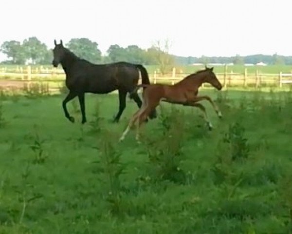 broodmare Chanell 116 (Hanoverian, 2005, from Charming 8)