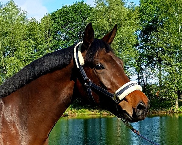 Pferd Karlotta (Westfale, 2016, von Kasanova de La Pomme)