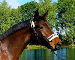 horse Karlotta (Westphalian, 2016, from Kasanova de La Pomme)