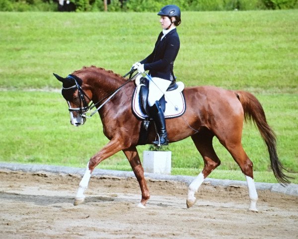 horse Liebesspieler MS (Austrian Warmblood, 2011, from Lichtblick TSF)