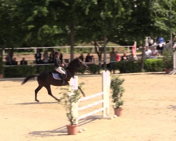 Reitturnier Bochum-Nord 2017