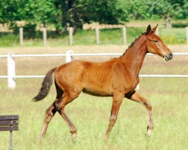 broodmare Pascodia (German Sport Horse, 2013, from Pasco)