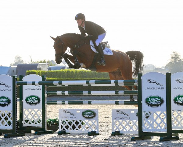 jumper Diaradonna (Oldenburg show jumper, 2013, from Tailormade's Diarado's Boy 256 FIN)