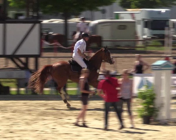 Reitturnier Hamm-Rhynern 2017