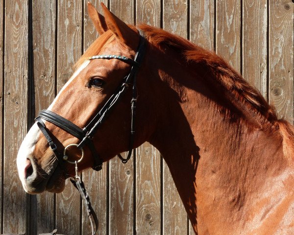 jumper Cinaico (German Sport Horse, 2015, from Cappucino)